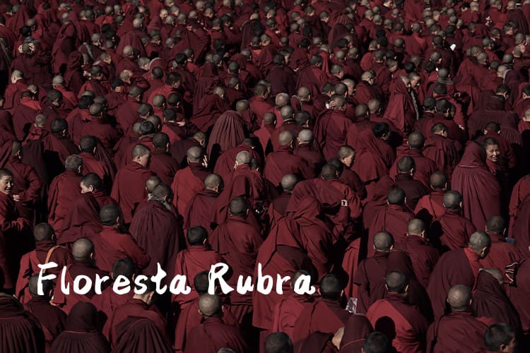 Floresta Rubra