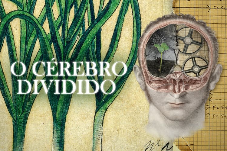 O Cérebro Dividido