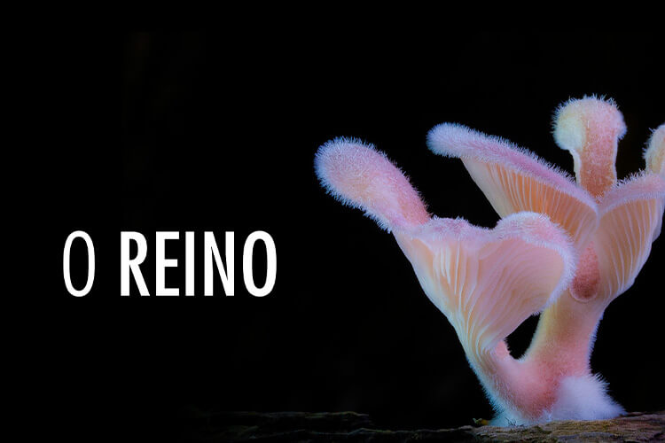 O Reino: Como os Fungos Fizeram o Nosso Mundo