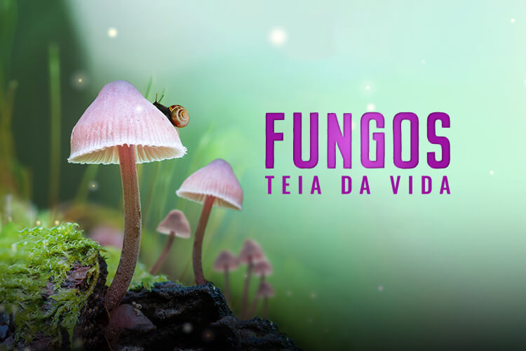 Fungos: Teia da Vida