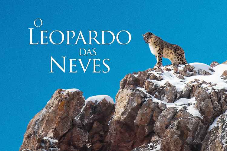 O Leopardo das Neves